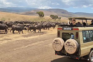 נגורונגורו טנזניה
