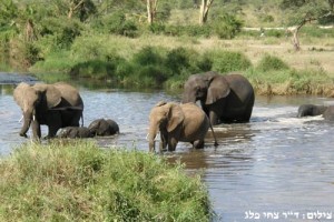 חמשת הגדולים פילים