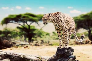 שמורת הסרנגטי – Serengeti National Park