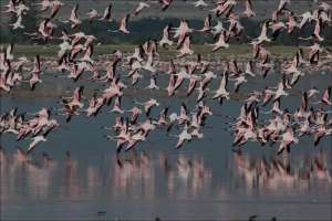 Flamingos flying away in amboseli