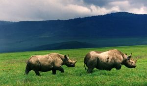 black_rhinos_ngorongoro