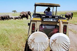 איש בג'יפ מסתכל על עדר פילים במכתש נגורונגורו טנזניה