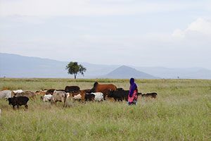 African-Cattle-Herder---Tanzania