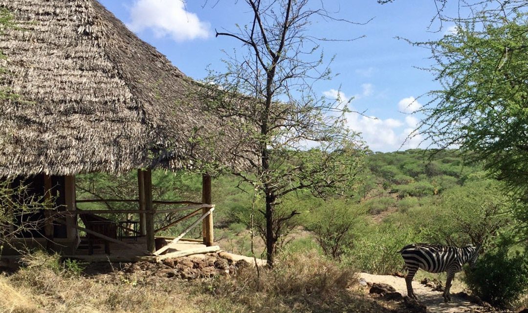 Kambi ya Tembo
