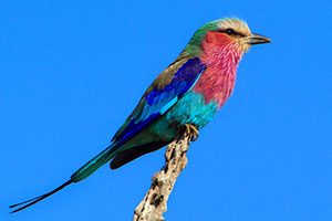 כמה עולה טיול לטנזניה