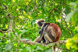 קוף קולובוס על עץ ביער ג'וזאני זנזיבר