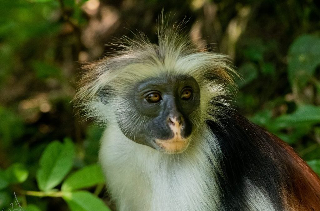 יער ג’וזני בזנזיבר – טיול ביער הקופים