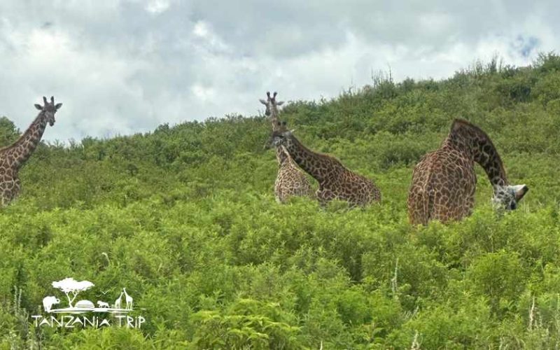 ספארי הליכה בשמורת ארושה