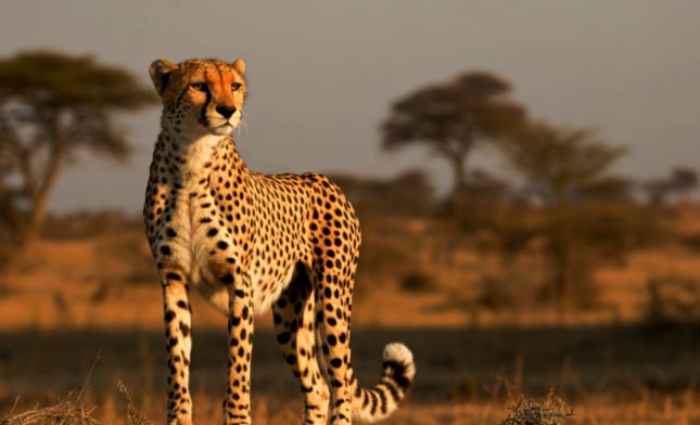 מה באמת הופך ספארי בטנזניה לחוויה בלתי נשכחת